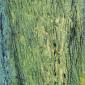Fôret sacrilége 31,  2026, huile 45 x 32 cm.